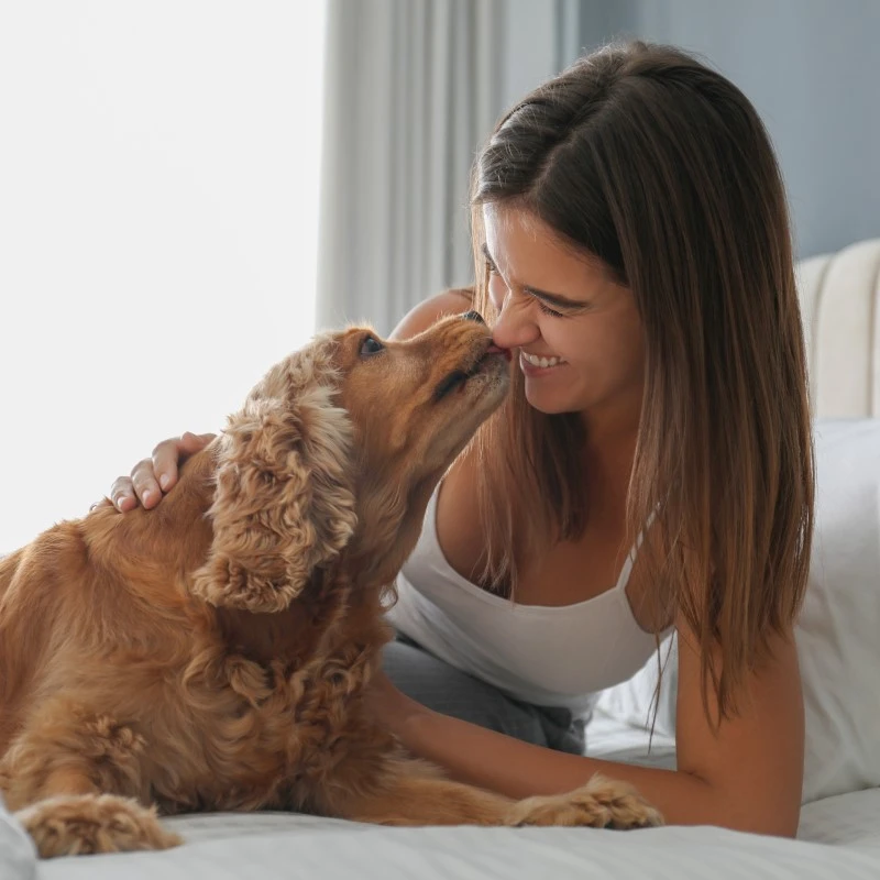 Wow Accommodation for Your Furry Companions