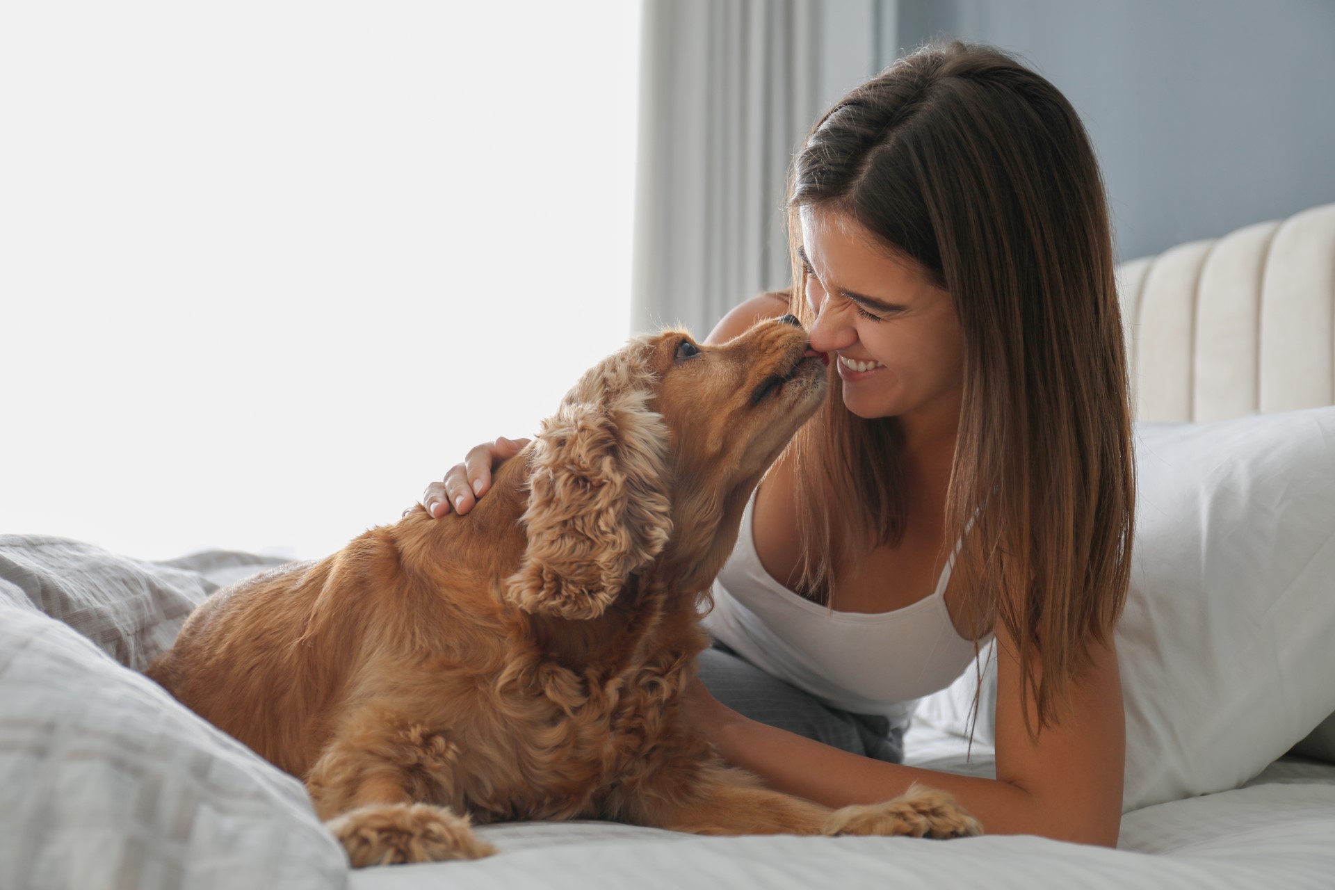 Wow Accommodation for Your Furry Companions